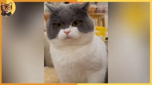 Подборка самых смешных и милых кошек 2025 года — попробуй не рассмеяться! смешные коты