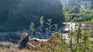 ГОРНЫЙ КЕМПИНГ С СОБАЧКОЙ НЕЛИ НА БРЕГУ ГОРНОЙ РЕКИ С ПАЛАТКОЙ