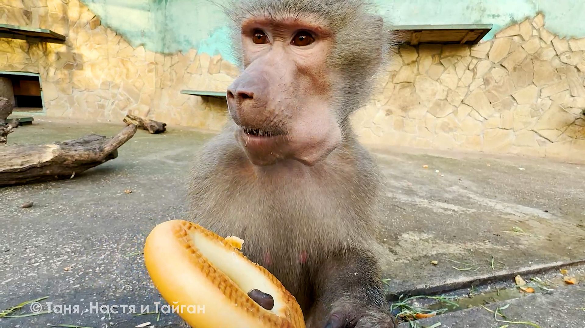 Как ловят обезьян? Люся, Степа и Маня! Есть баранка, есть вода - голодным не будешь никогда! смотреть онлайн