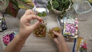 Обзор всходов цветов, что взошло, а что даже не проклюнулось, очень жаль...