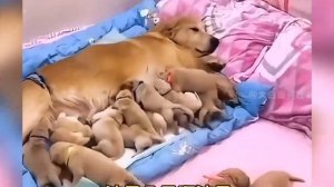 Твой китайский дед