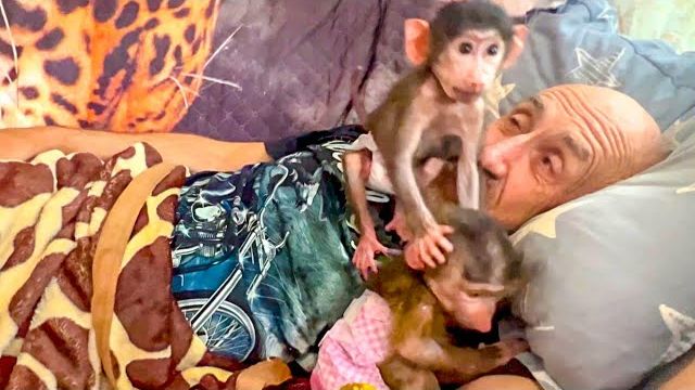 Степа с Маней выясняют кто больше любит папу и кто ему больше НЕ МЕШАЕТ СПАТЬ))))