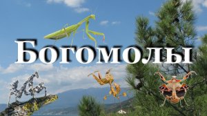 Богомолы. ВСЁ самое интересное об этих насекомых