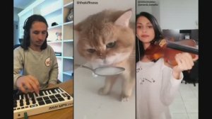 Песни с котами