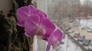 Орхидеи на подоконнике