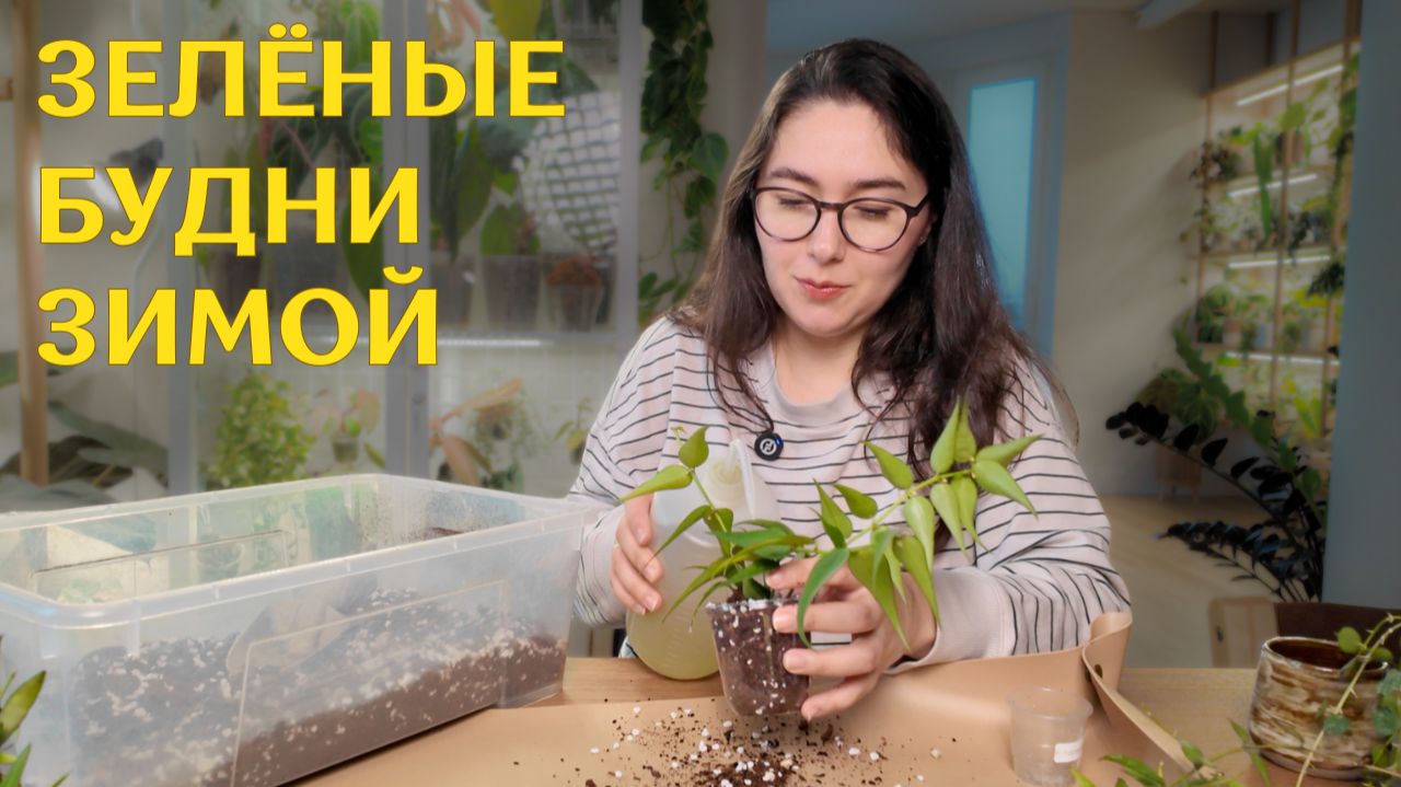 ЗАБОЧУСЬ о РАСТЕНИЯХ зимой: пересаживаю ХОЙИ, красиво ОФОРМЛЯЮ маленькие растения и ПОЛИВАЮ смотреть онлайн