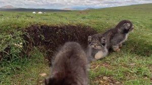 Фотоловушка засняла семейство манулов в степях китайской провинции Цинхай