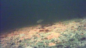 FILE190101-054335-000037F