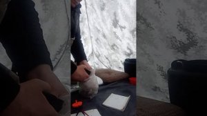 Ташебинская протока 🎣Воскресенье 😇