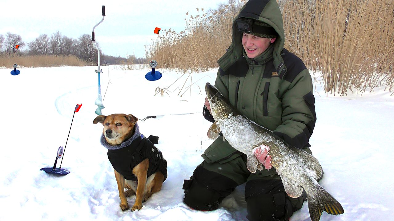 ШОК!!! ПОЙМАЛИ ОГРОМНУЮ ЩУКУ НА ЖЕРЛИЦУ! ЩУКА РАЗМЕРОМ С СОБАКУ. смотреть онлайн