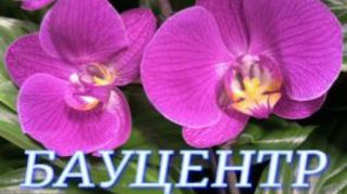 №1167/ «ШОУ ОРХИДЕЙ» в БАУЦЕНТРЕ Т смотреть онлайн