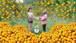 Соберите много спелых апельсинов в большой апельсиновой роще и отнесите на деревенский рынок. Nhất.