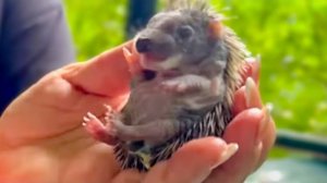 НАКОРМИТЬ ЕЖИКОВ сложнее чем накормить маленьких гамадрилят, но посмотрите КАКИЕ ОНИ МИЛЫЕ!