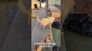 Наш приют затопило по вине водного канала Сураханского района