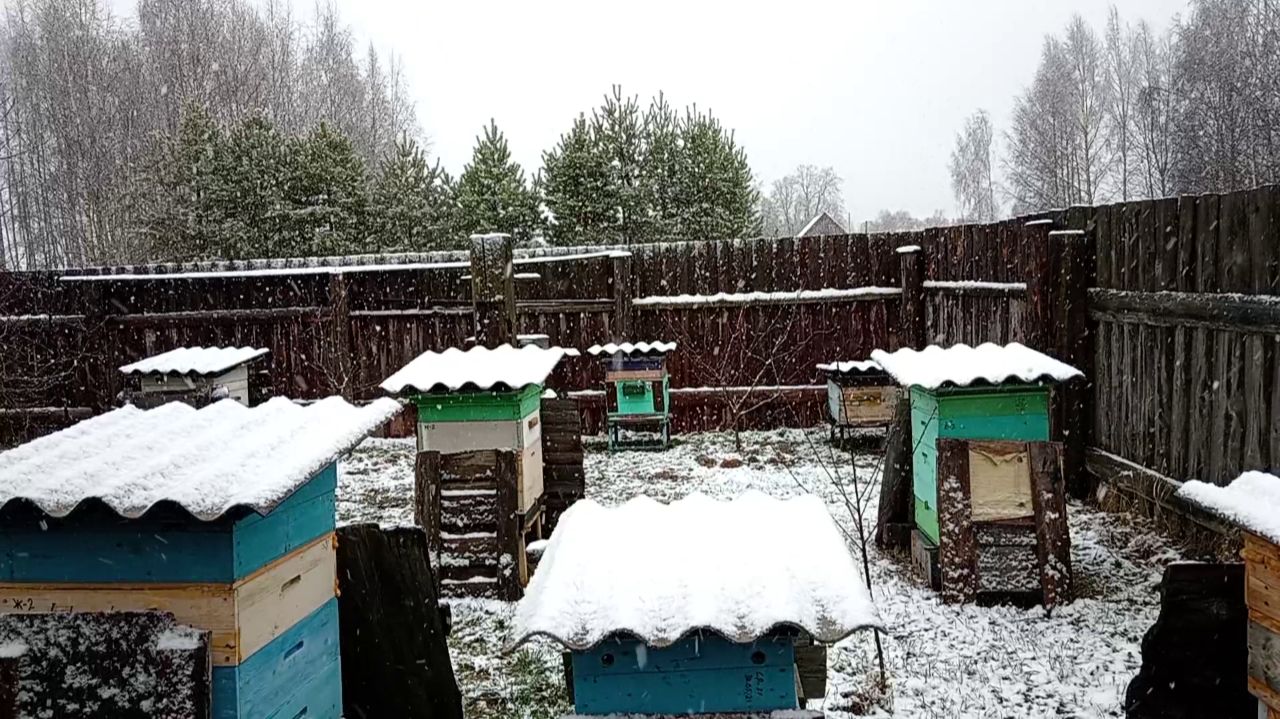 Релакс от Пчеловода - Начало Зимы (15.11.2025 года) смотреть онлайн
