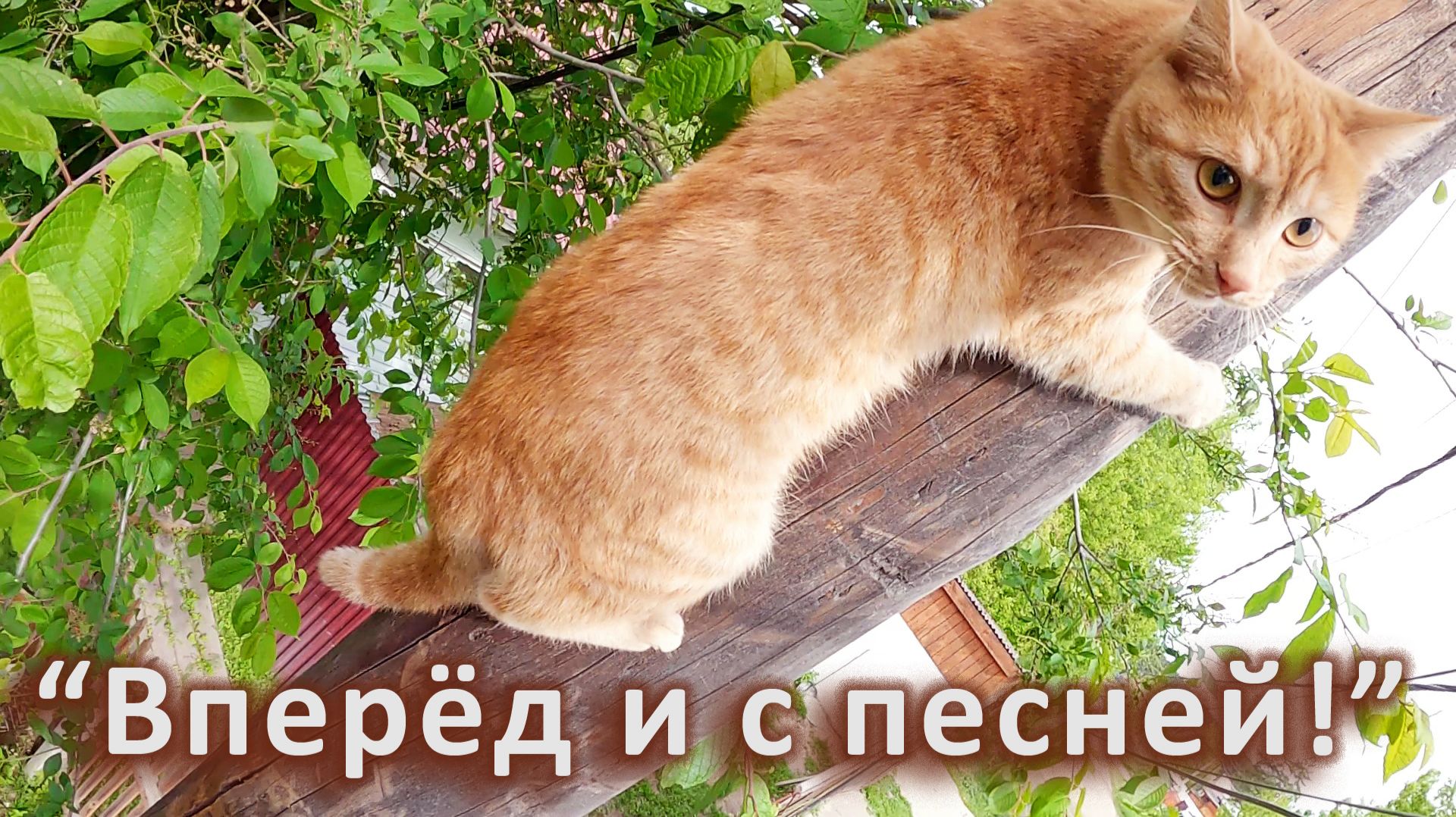 Тренинг с воплями