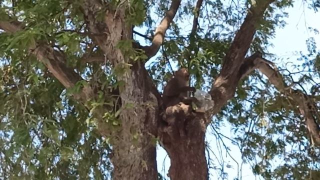 ТАЙЛАНД. ПАТТАЙЯ. ВОЕННЫЙ ПЛЯЖ. ОБЕЗЬЯНЫ-ВОРОВКИ