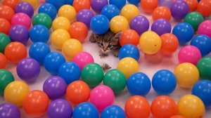 ПРИКОЛЬНЫЕ ВИДЕО | ВИДЕО ПРО ЖИВОТНЫХ| ПРИКОЛЫ С ЖИВОТНЫМИ