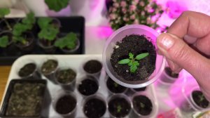 Горшечные томаты🍅 злаки🌾🌾🌾 цветы🌺🌺🌺🌺