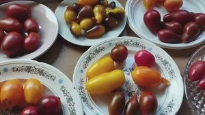 Томаты Черри, томаты Коктельного типа.  т. 89229284031