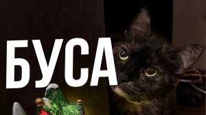 У моей кошки нашли рак. С чего все началось, и что будет дальше? Кошка Буса 8 лет.