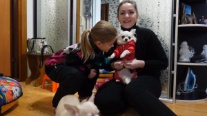 VLOG С ЩЕНКАМИ ЧИХУАХУА!
