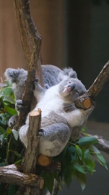 video_14128286992946.mp4