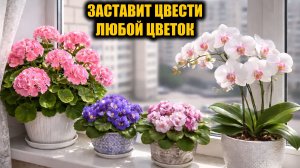 ВНЕСИ под любой цветок в Феврале Марте и даже слабый куст оживет, позеленеет, зацветет шапкой!