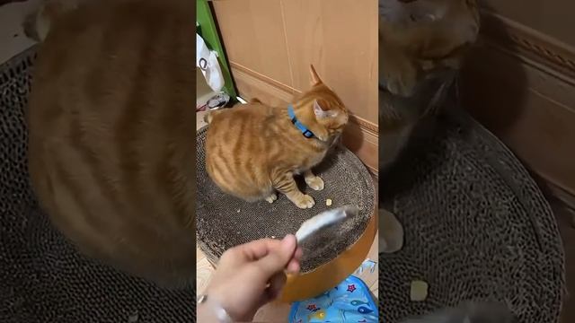 смешняффка 7 подборка смешных видео