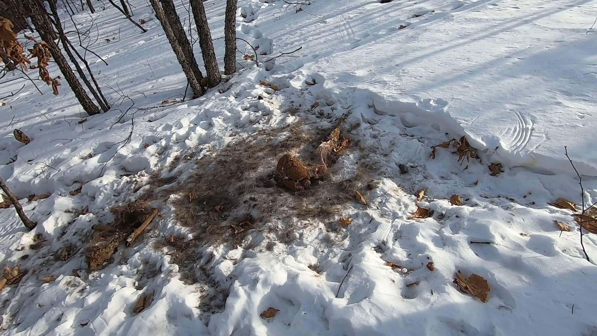 ЕАО. Хребет Даур. Вторая попытка тигриная столовая белка лисы...