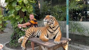 Тайланд Тигр