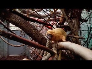 Золотистые львиные тамарины кушают и смотрят в камеру 05.02.2026