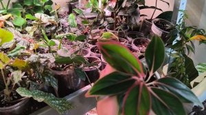 Обзор растений на стеллаже. 🍀🍀🍀#комнатныерастения