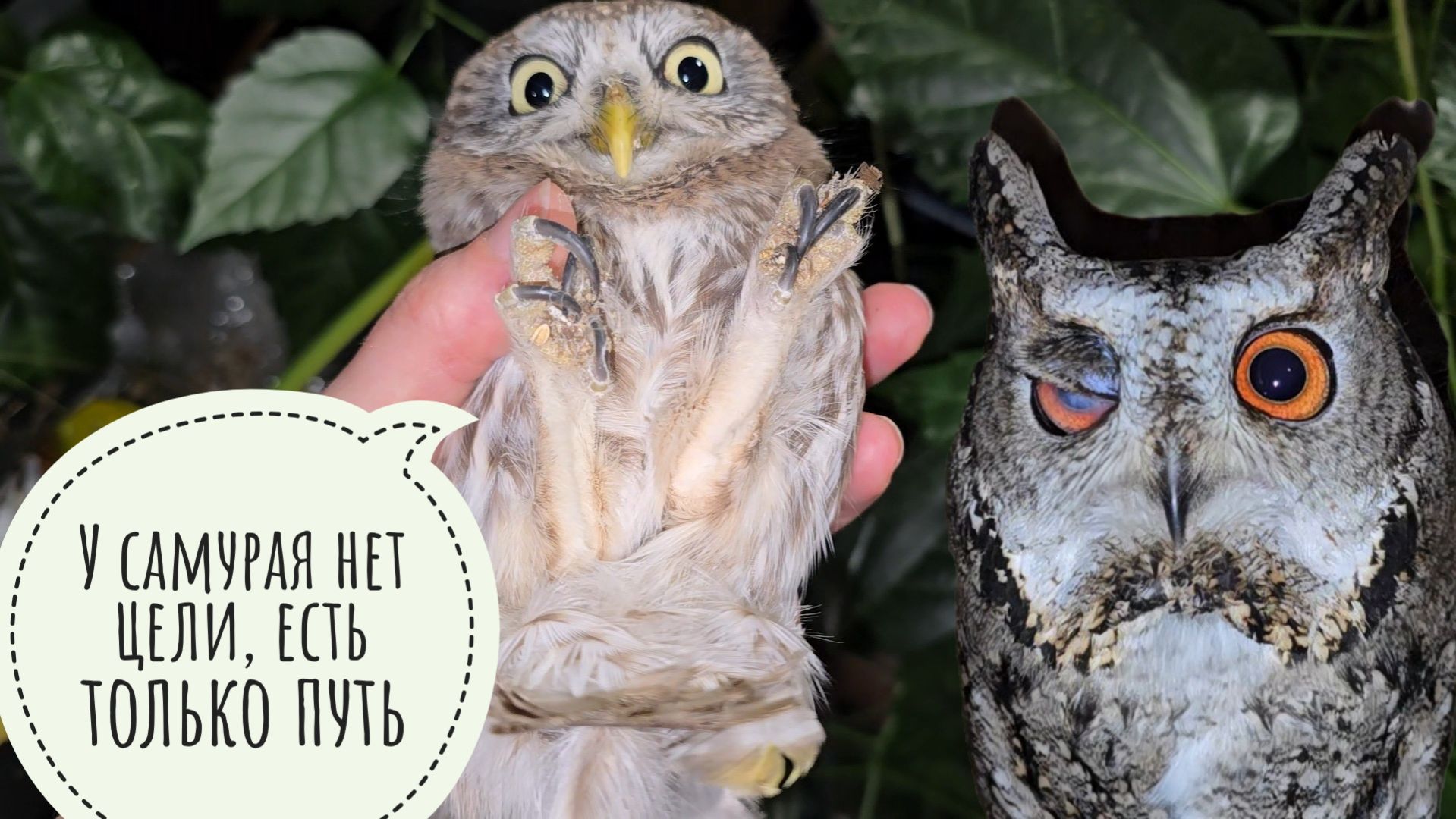 Цветочные совы под наблюдением. Сыч ХЗ ворвался на территорию сыча Лучика смотреть онлайн