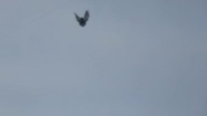 Один из стилей полёта