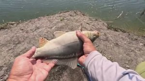 Через камыши ловить карася на дикой реке