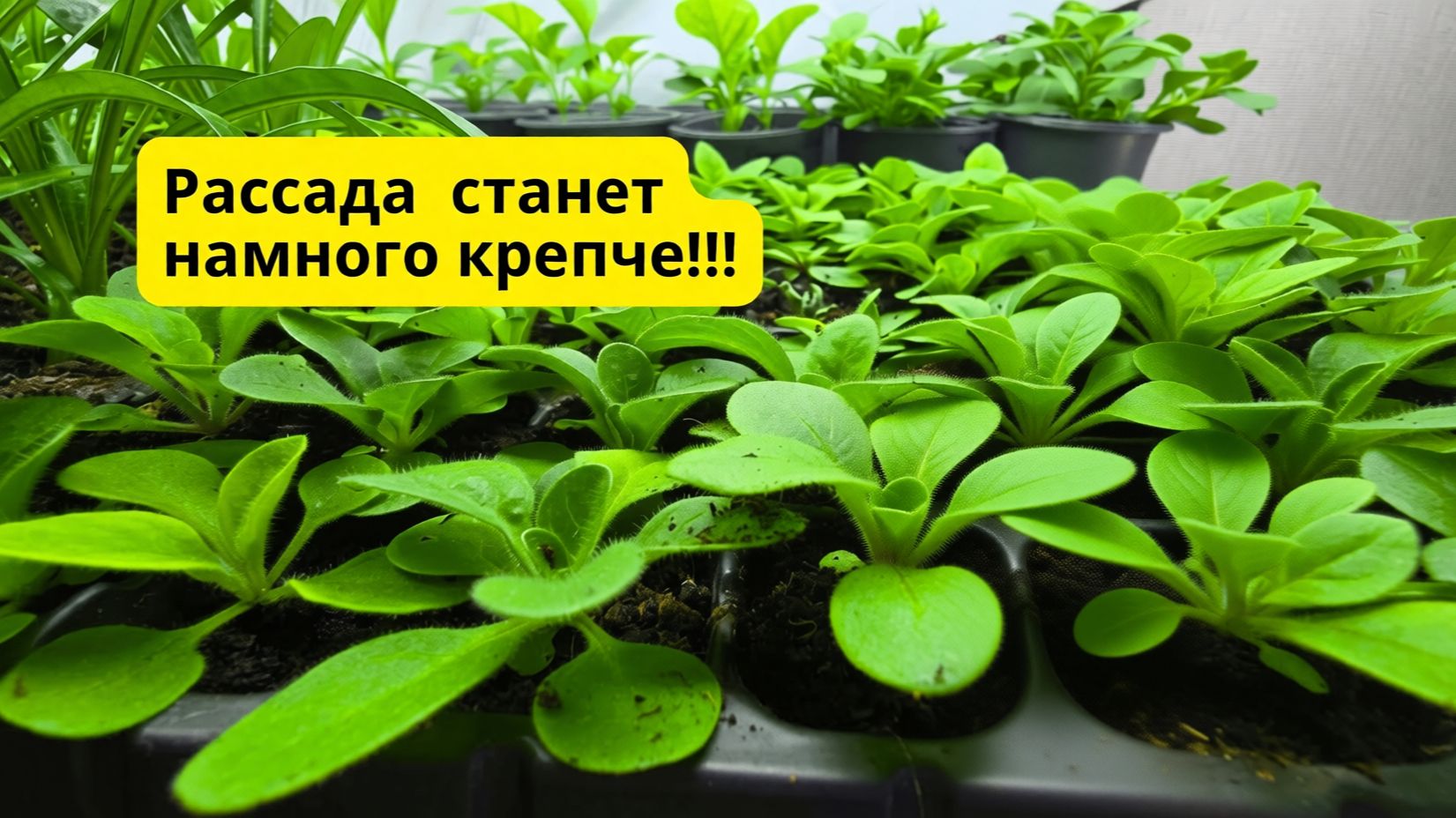 Три способа, чтобы рассада не вытягивалась в комнате! (Без препаратов) смотреть онлайн