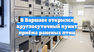 В Варшаве открылся круглосуточный пункт приёма раненых птиц