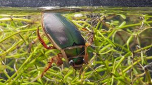 Индонезийский врач предупредила об укусах жуков-плавунцов на Бали