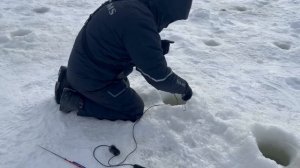 Поимки на раттлины.