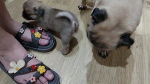 Малышка мопсик вышла на кухню