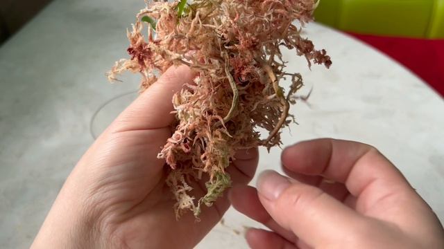 Детка на пне орхидеи смотреть онлайн