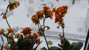 08-02-2026 деревенское окно