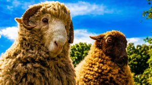 Следствие ведут овечки - тизер-трейлер (2026)