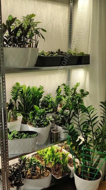 Замиокулькас сошел с ума! Выдает каждый день листья!