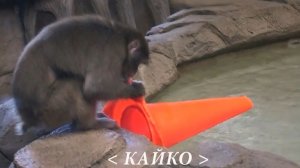 Японским макакам Кайко и Китане нравится красный конус. С ним можно поиграть и на зуб попробовать!