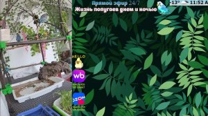 Волнистые попугаи 🦜🦜🦜 | авиарий на балконе📍