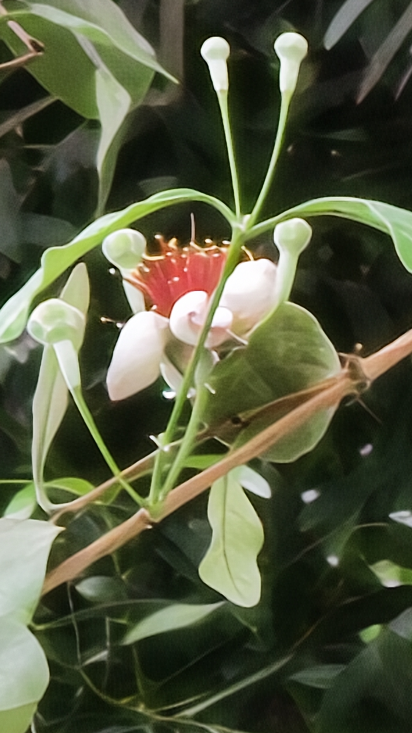 Экзотика в Сибири,фейхоа из Сибирского ботанического сада 🌷