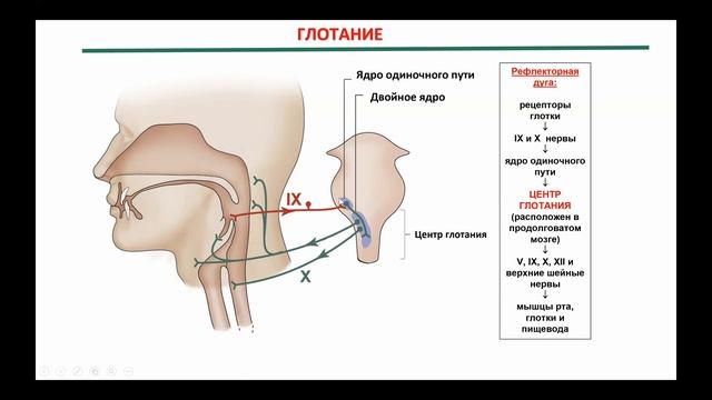 Лекция 13. Нормальная физиология для ИКМ и ИМД. Пищеварение. Савинкова И.Г. смотреть онлайн