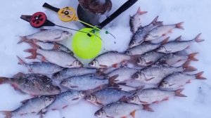 Безмотылка и терпение в итоге взяли верх уловом доволен.